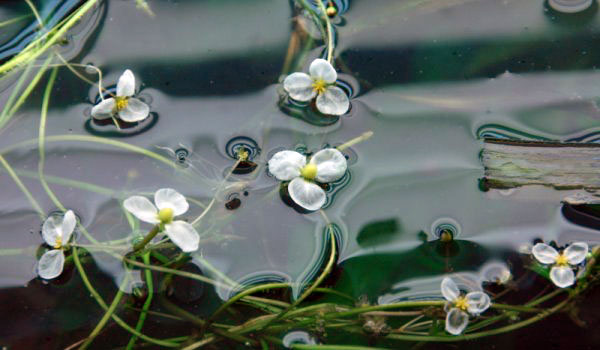 flowering aquarium plants