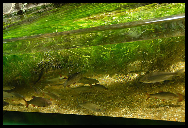 planted aquariums, enjoy!