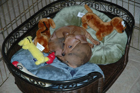 pups in bed 1