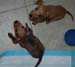 puppies2