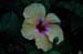 Hibiscus 1