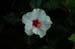Hibiscus 2