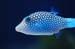 Puffer fish